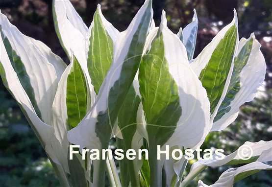 Hosta Hanky Panky